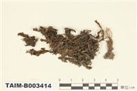 藏品(帶葉蘚科)的圖片